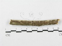 銳岩菌屬藏品圖，第4張