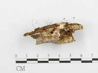 登錄號:F0020098藏品圖，第5張