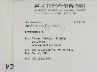 絲皮菌屬藏品圖，第2張