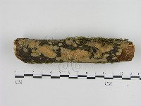 絲皮菌屬藏品圖，第1張