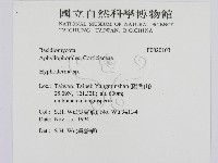 絲皮菌屬藏品圖，第2張