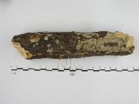 絲皮菌屬藏品圖，第1張