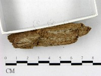 登錄號:F0020104藏品圖，第3張