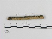 絲皮菌屬藏品圖，第1張