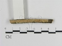 絲皮菌屬藏品圖，第3張