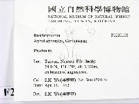 射脈菌屬藏品圖，第2張