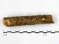射脈菌屬藏品圖，第3張
