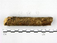 射脈菌屬藏品圖，第4張