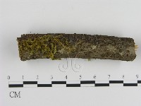 絲皮菌屬藏品圖，第1張