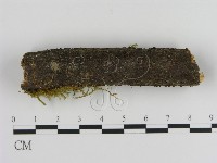 絲皮菌屬藏品圖，第3張