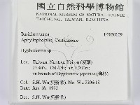 絲皮菌屬藏品圖，第2張