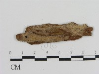 絲皮菌屬藏品圖，第1張