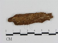 絲皮菌屬藏品圖，第3張