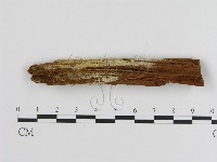 絲皮菌屬藏品圖，第1張