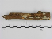 絲皮菌屬藏品圖，第1張