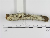 絲皮菌屬藏品圖，第3張