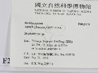 絲皮菌屬藏品圖，第2張