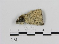 絲皮菌屬藏品圖，第1張