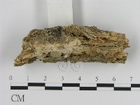 絲皮菌屬藏品圖，第3張