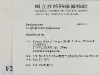 絲皮菌屬藏品圖，第2張