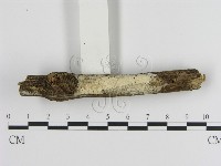絲皮菌屬藏品圖，第1張