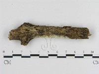 絲皮菌屬藏品圖，第3張