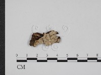 登錄號:F0020126藏品圖，第1張