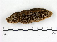 登錄號:F0020129藏品圖，第1張