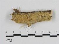 絲皮菌屬藏品圖，第1張