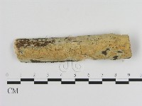 絲皮菌屬藏品圖，第1張
