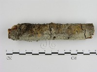 絲皮菌屬藏品圖，第1張