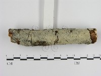 絲皮菌屬藏品圖，第3張