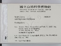 粗糙孢菌屬藏品圖，第2張