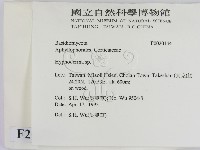 絲皮菌屬藏品圖，第2張