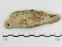 絲皮菌屬藏品圖，第1張