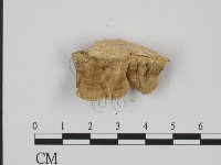 附毛菌屬藏品圖，第3張