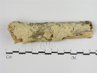 絲皮菌屬藏品圖，第1張