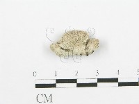 裂褶菌藏品圖，第3張