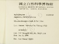 發光小菇藏品圖，第2張