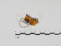 登錄號:F0020176藏品圖，第1張