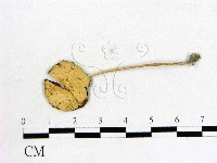 登錄號:F0020178藏品圖，第1張