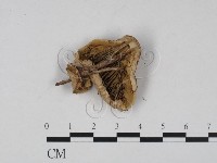 登錄號:F0020180藏品圖，第3張