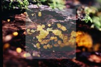 登錄號:F0020182藏品圖，第3張