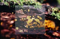 登錄號:F0020182藏品圖，第4張