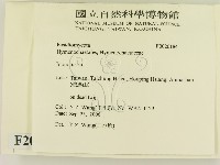 纖孔菌屬藏品圖，第2張