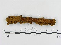 纖孔菌屬藏品圖，第1張