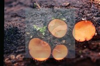 登錄號:F0020185藏品圖，第4張