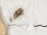 登錄號:F0020188藏品圖，第1張