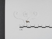 登錄號:F0020188藏品圖，第5張