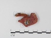 登錄號:F0020200藏品圖，第1張